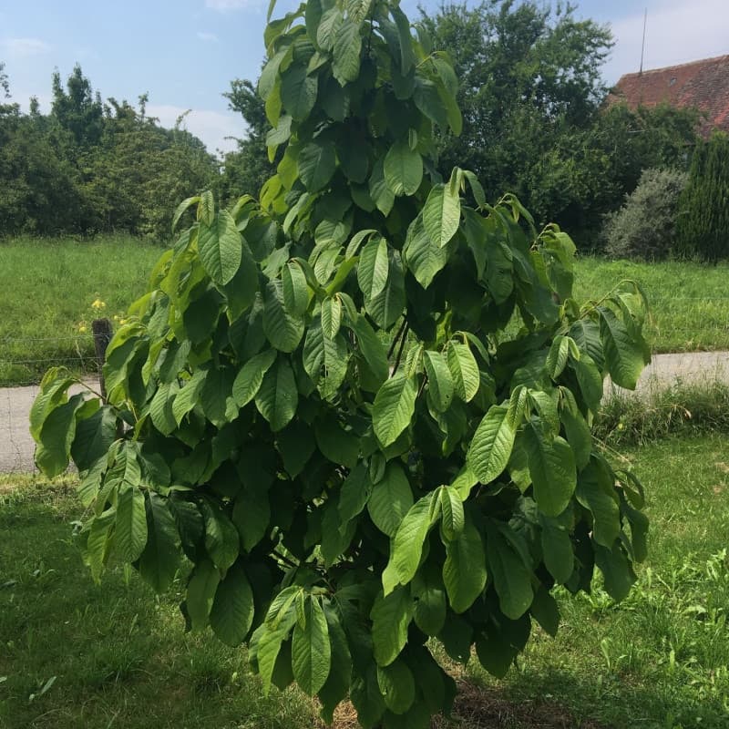 Pawpaw Tree For sale