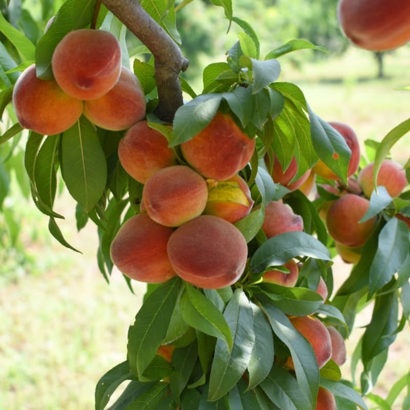 Peach Fruit Tree For Sale Online