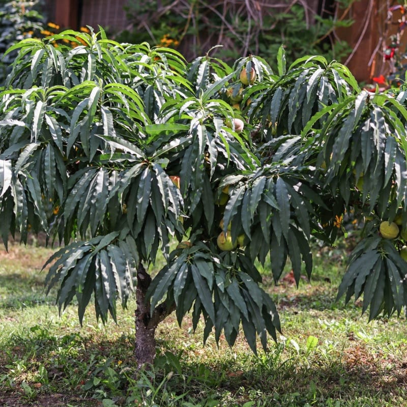 Dwarf Patio Peach Tree for sale
