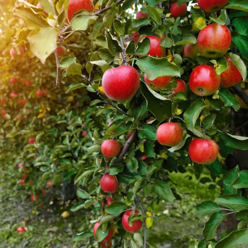 Apple Trees For Sale