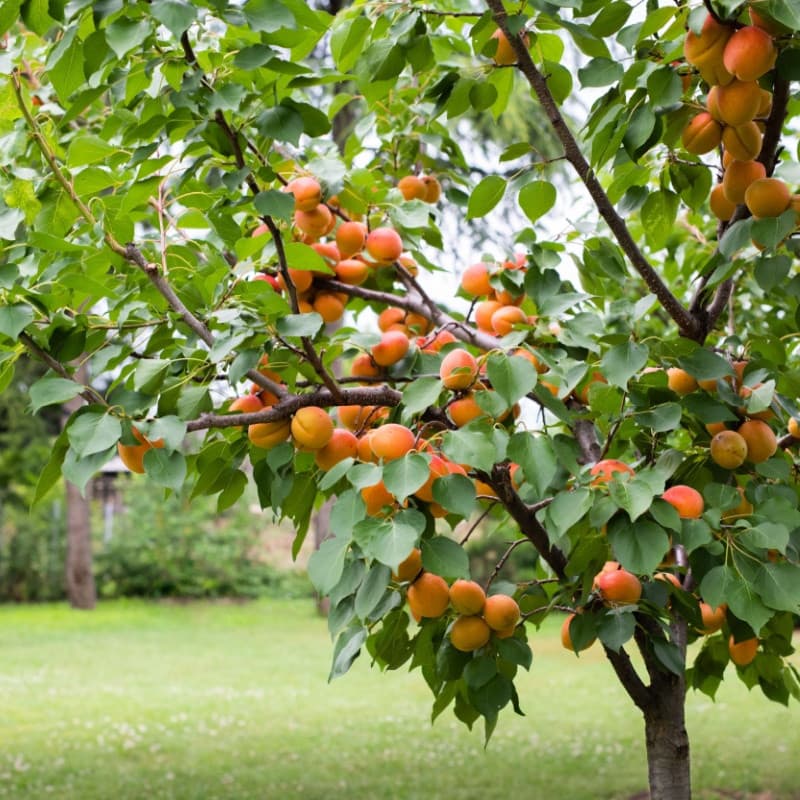 Apricot Fruit Trees For Sale