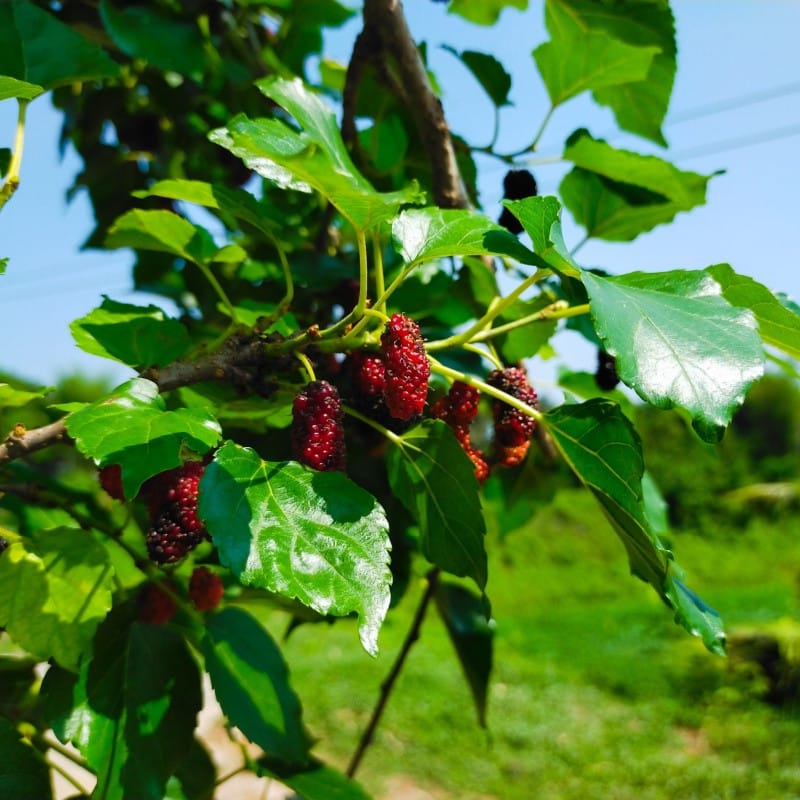 Mulberry Tree For Sale