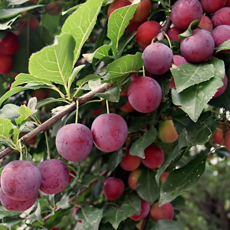 Plum Fruit Tree For Sale