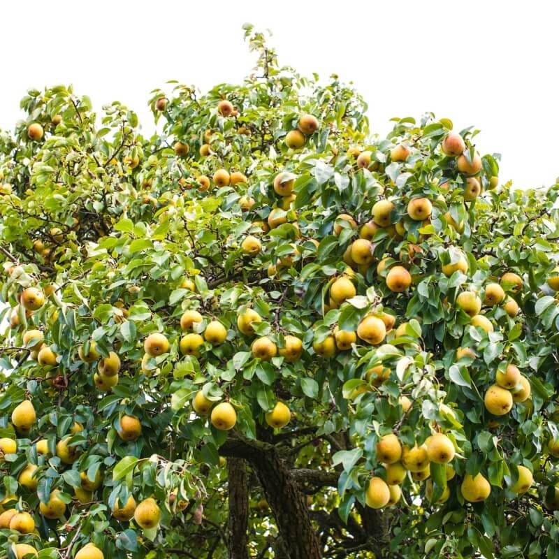 Buy Pear Fruiting Tree Online