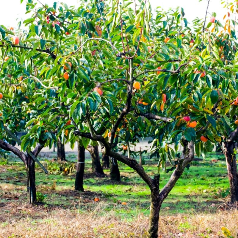 Fuyu Persimmon Tree For Sale