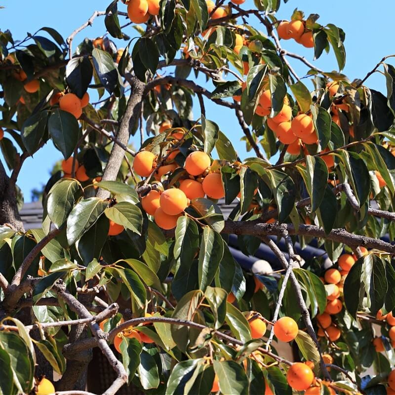 Buy Fuyu Persimmon Trees Online