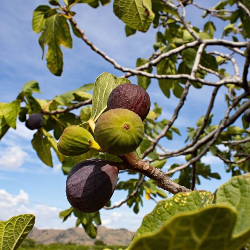 Fig Fruit Tree For Sale