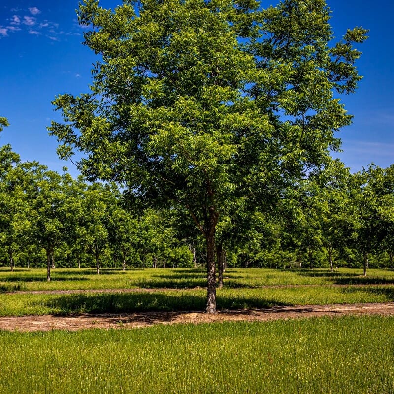 Pecan Tree For Sale