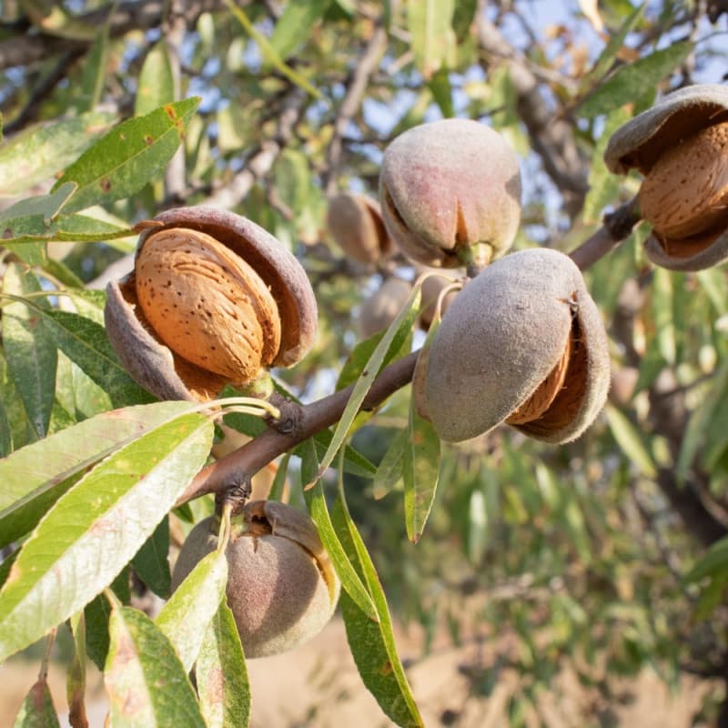 Hall's Hardy Almond Tree For Sale