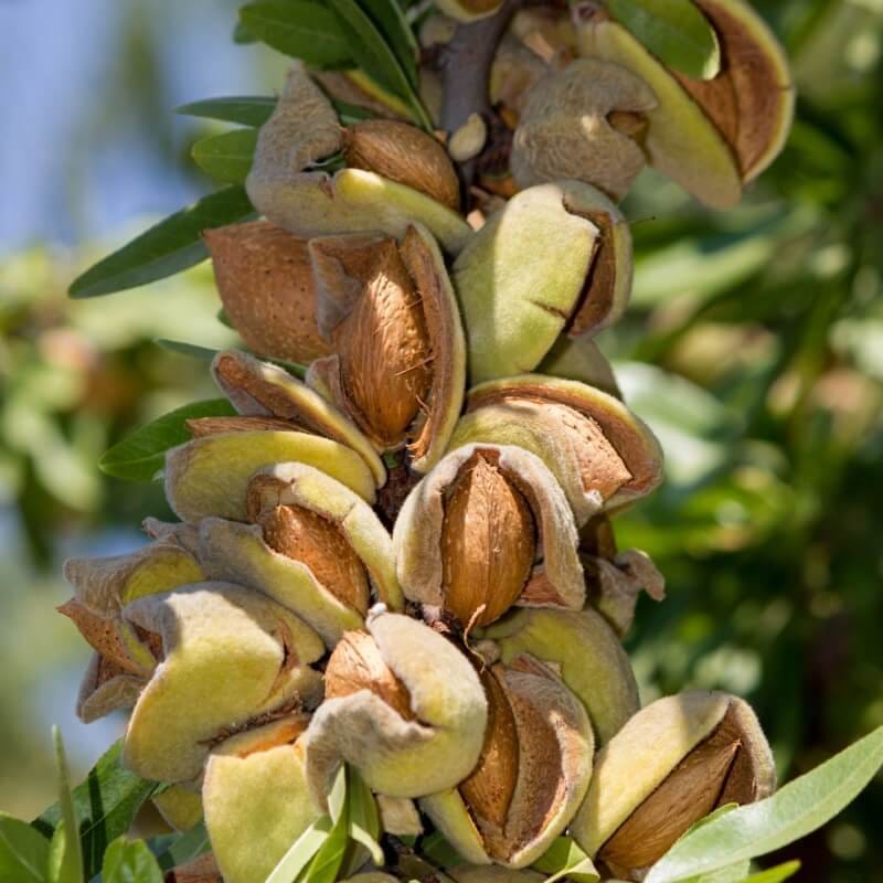 Buy Hall's Hardy Almond Tree Online