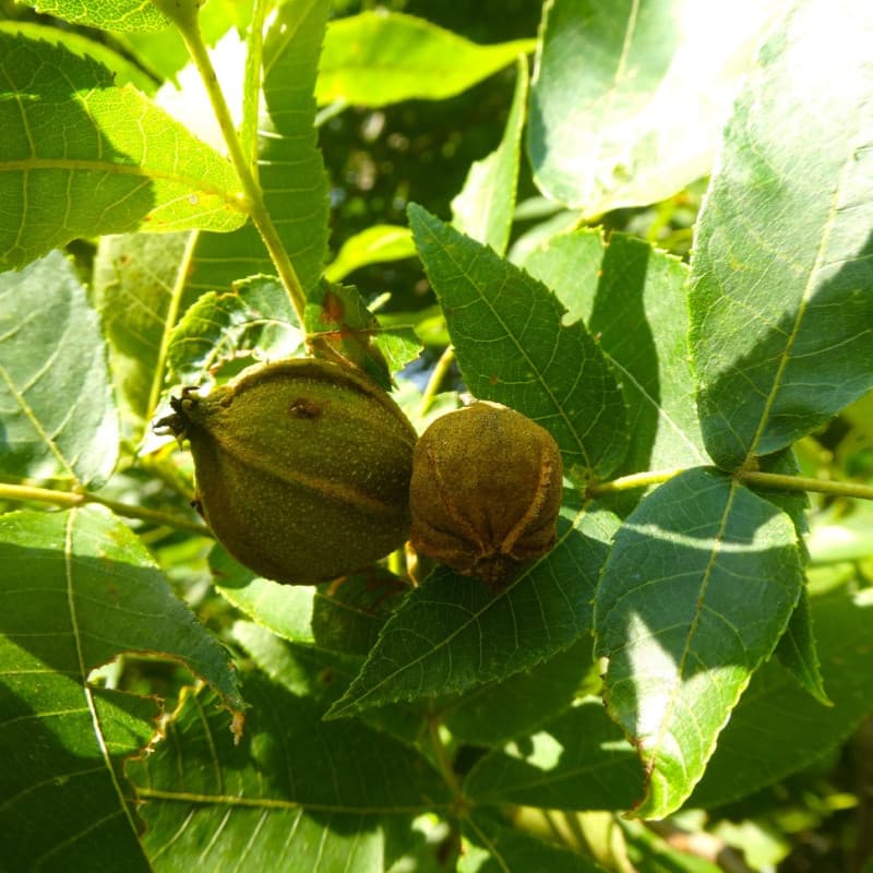 Hickory Tree For Sale