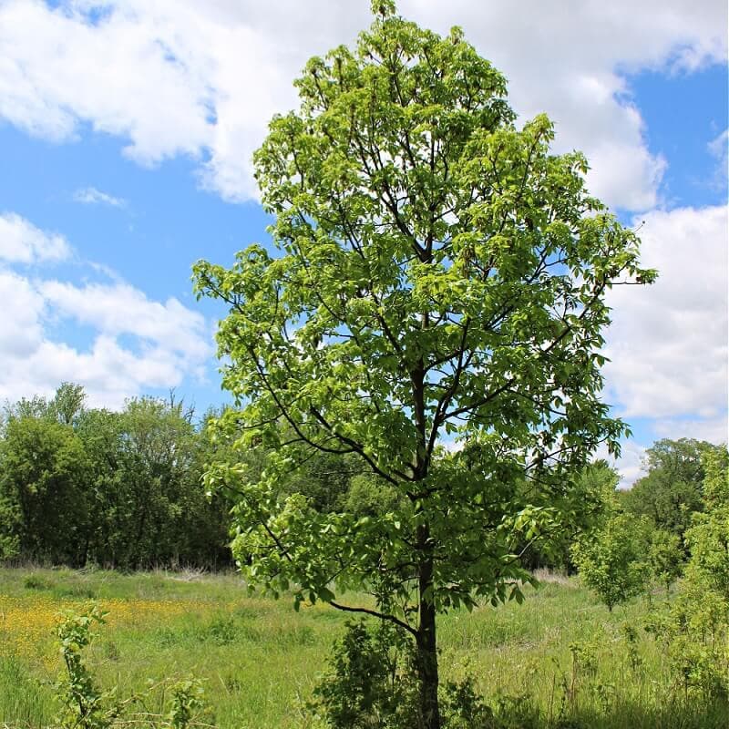 Hickory Tree