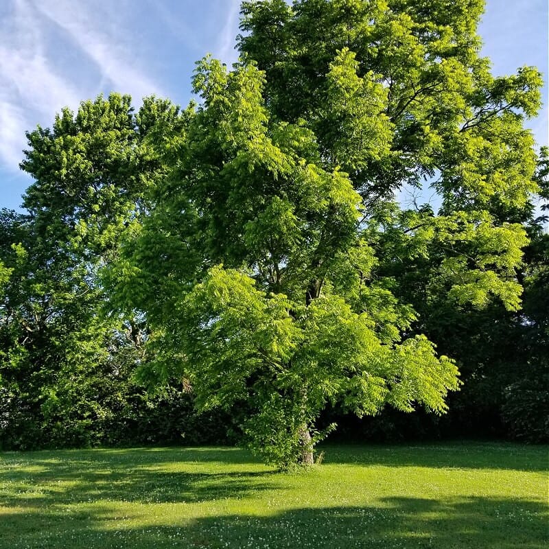 Buy Black Walnut Trees Online