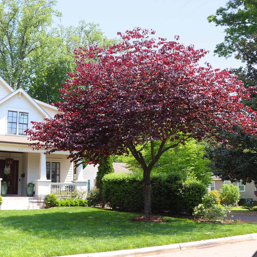 forest pansy redbud