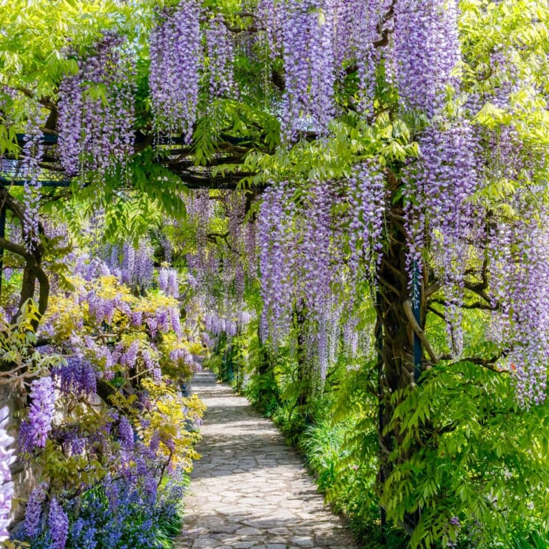 Wisteria Tree For Sale