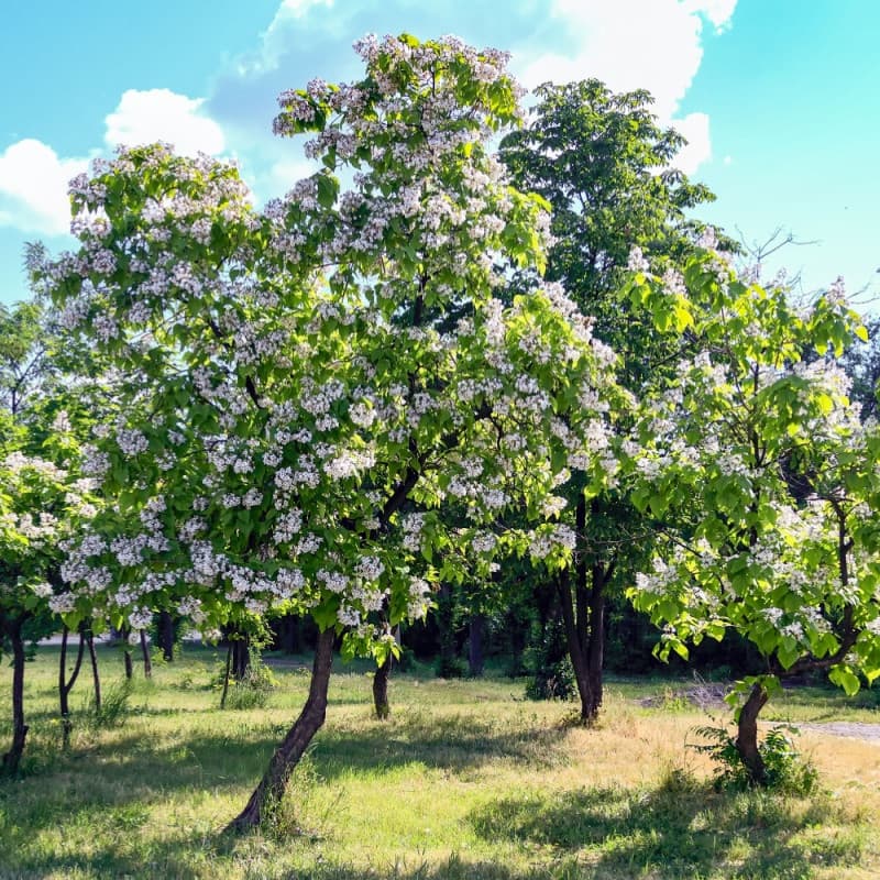 Catalpa Tree For Sale