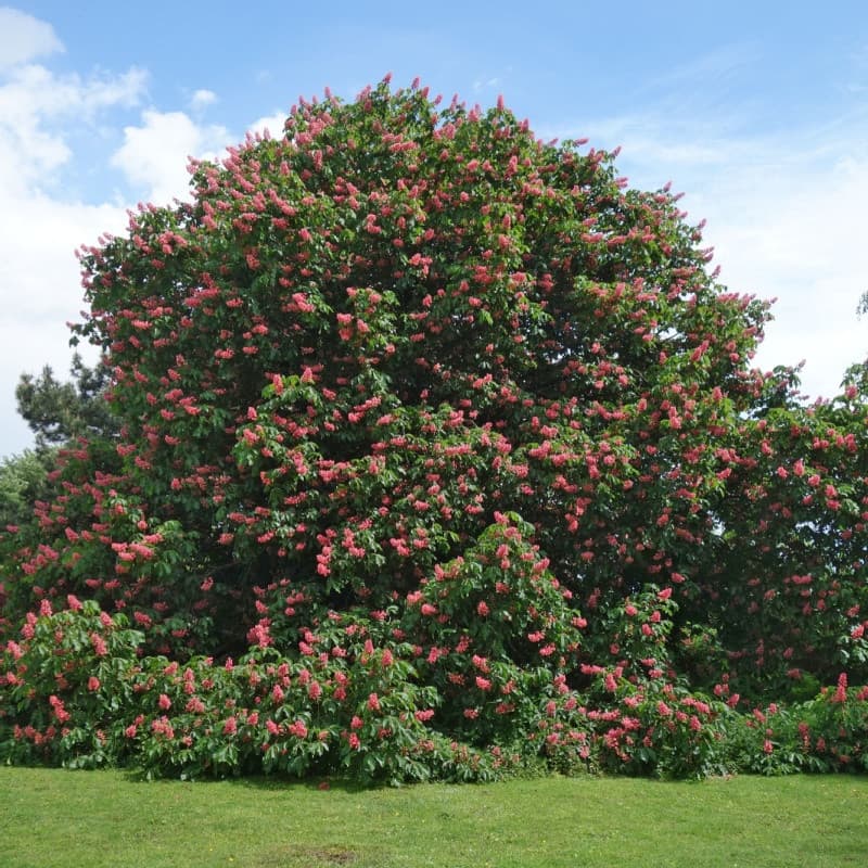 Red Buckeye Tree - Firecracker For Sale