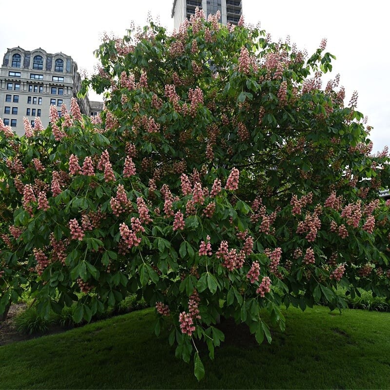 buy Red Buckeye Tree - Firecracker Online