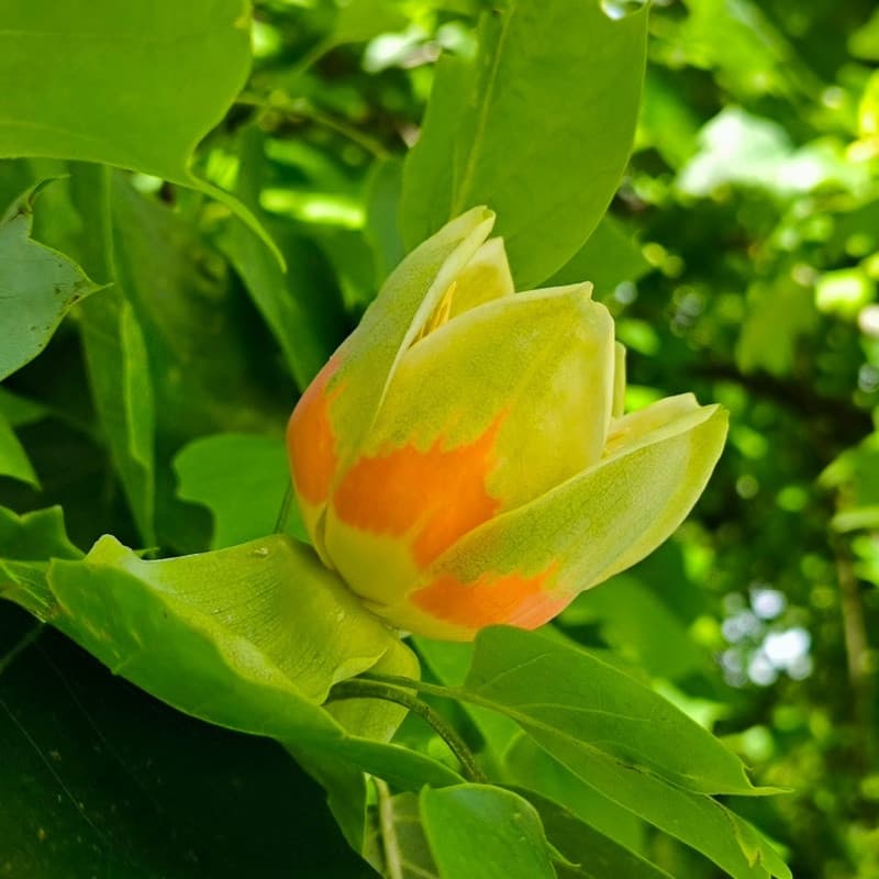 Tulip Tree For Sale