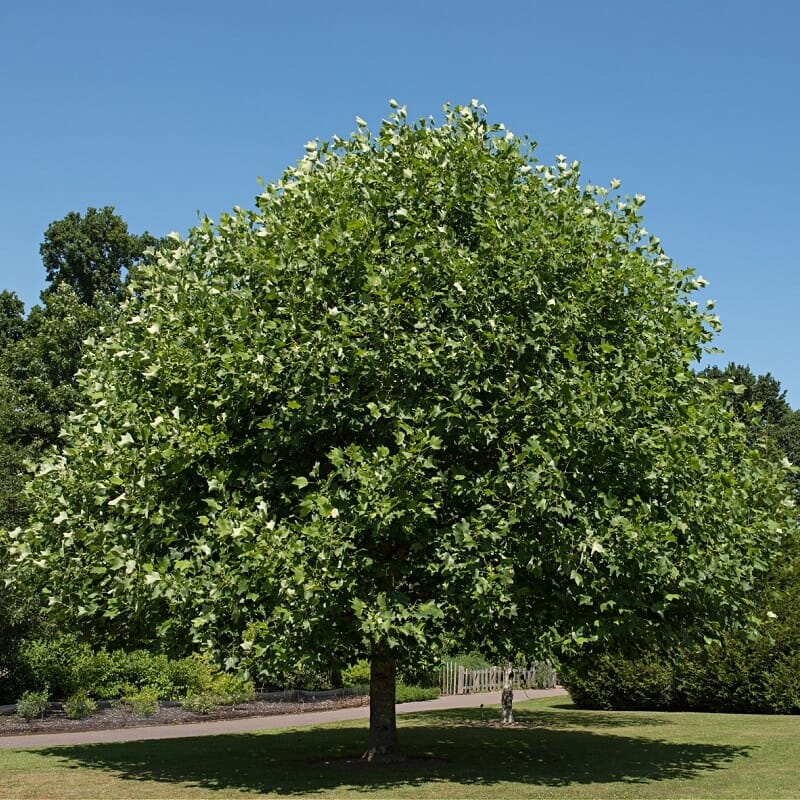 Buy Tulip Trees Online