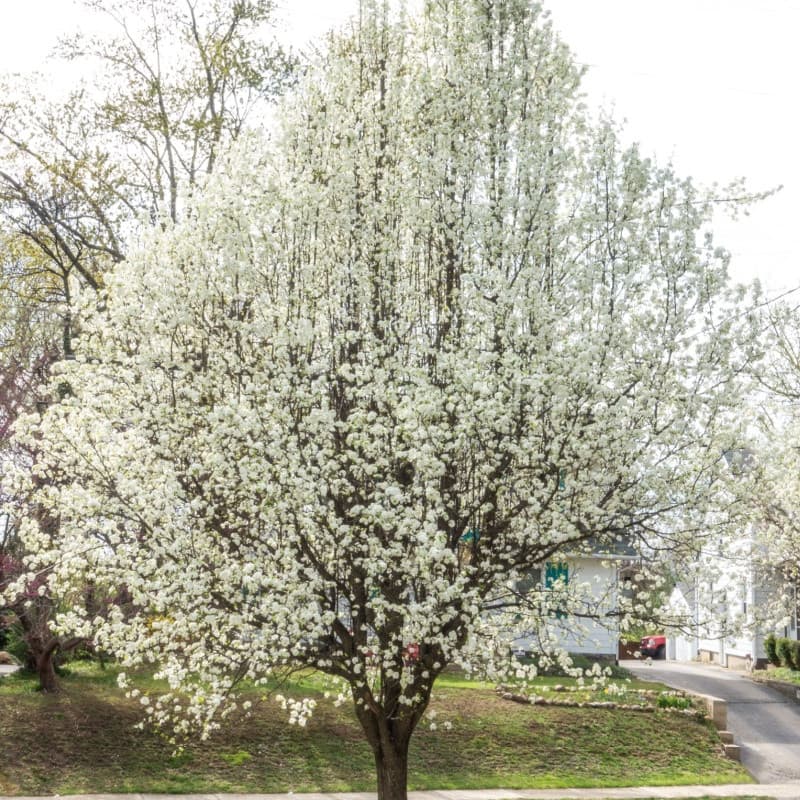 American Plum Tree For Sale