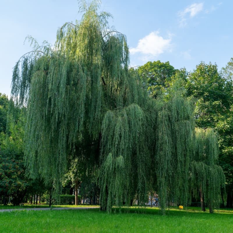 Weeping Willow Tree For Sale
