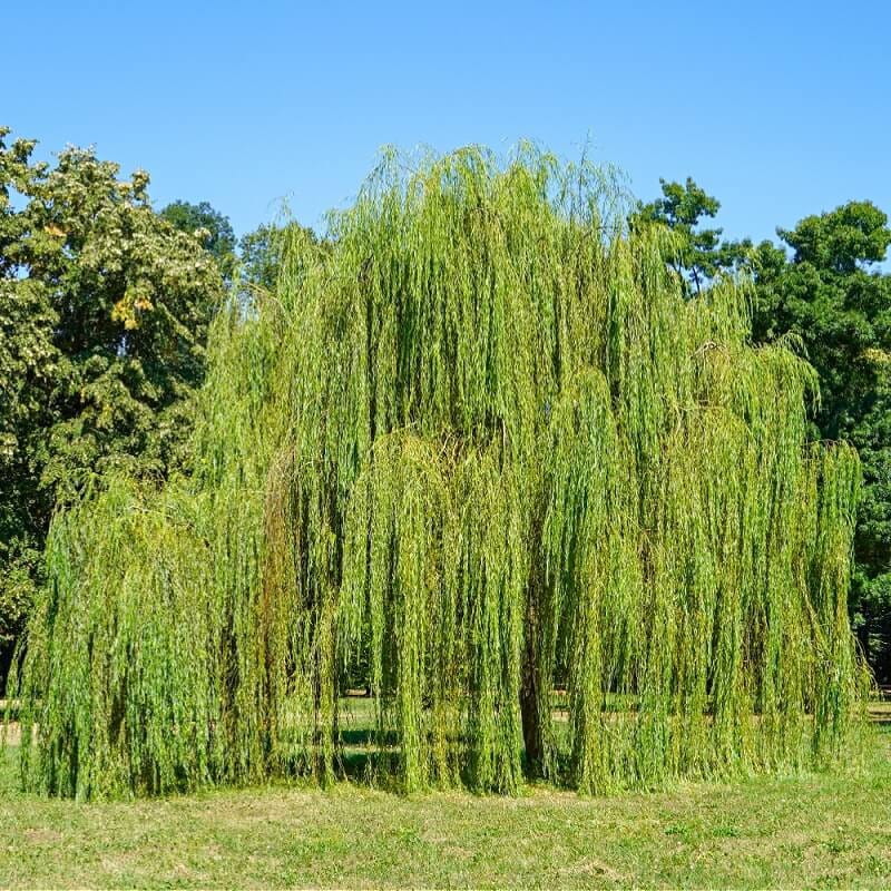 Buy Weeping Willow Tree Online