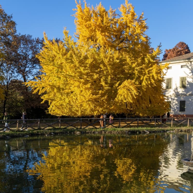 Ginkgo Biloba Tree For Sale