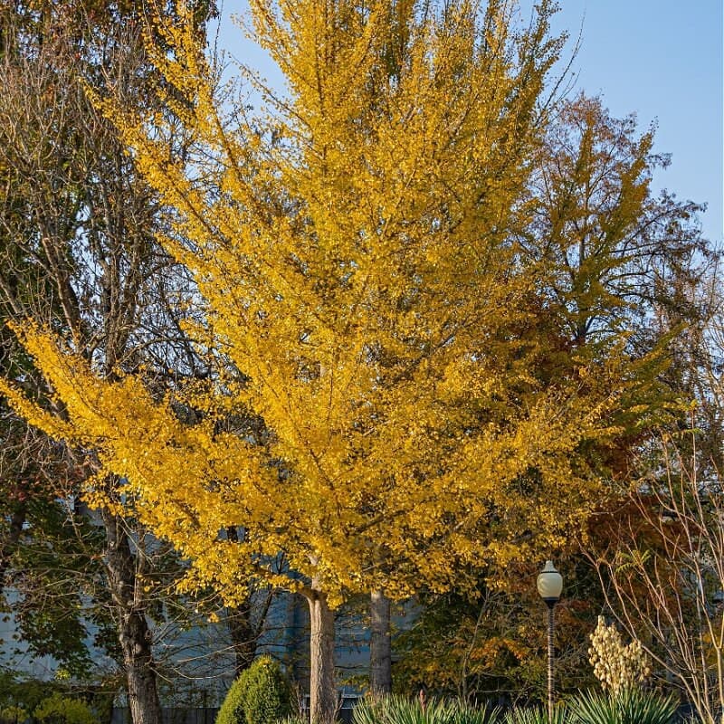 Ginkgo Biloba Tree