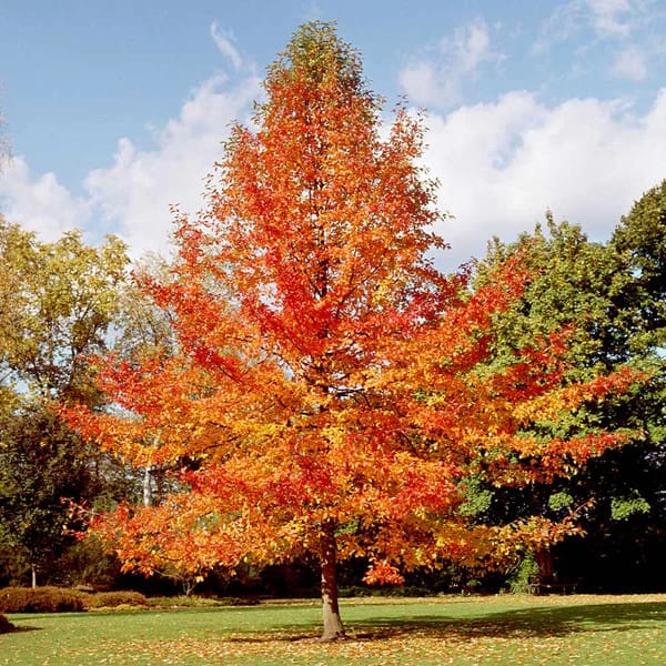 tupelo tree