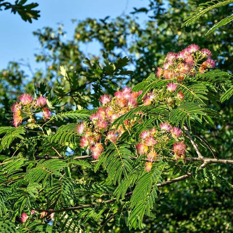 Mimosa Tree for sale