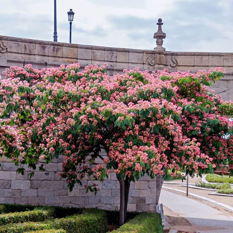 Mimosa Tree