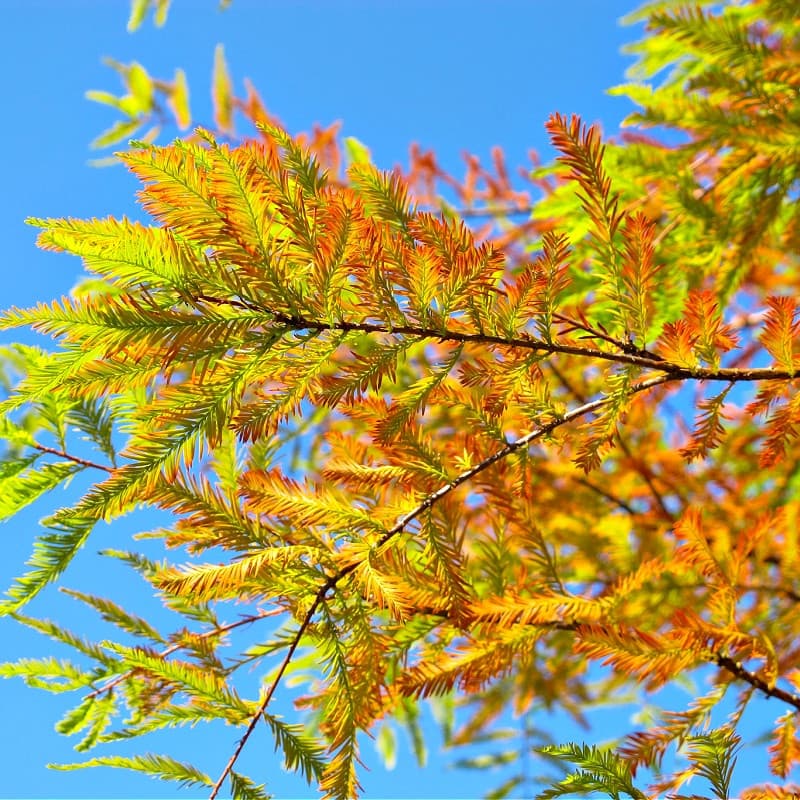 Bald Cypress Tree for sale