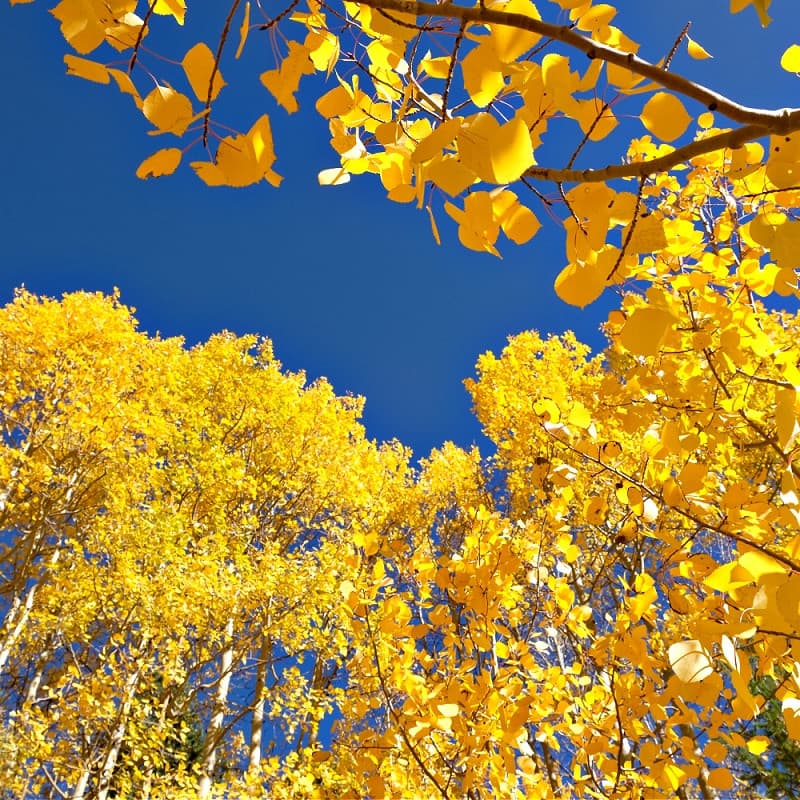 Quaking Aspen Tree for sale