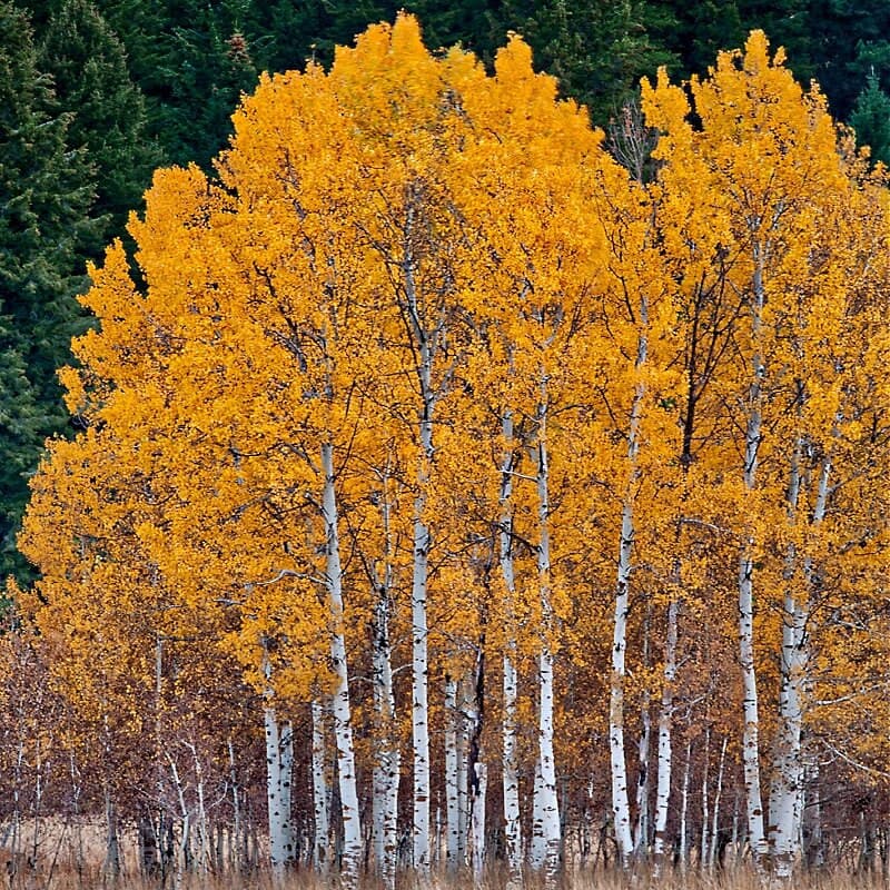 Quaking Aspen Tree