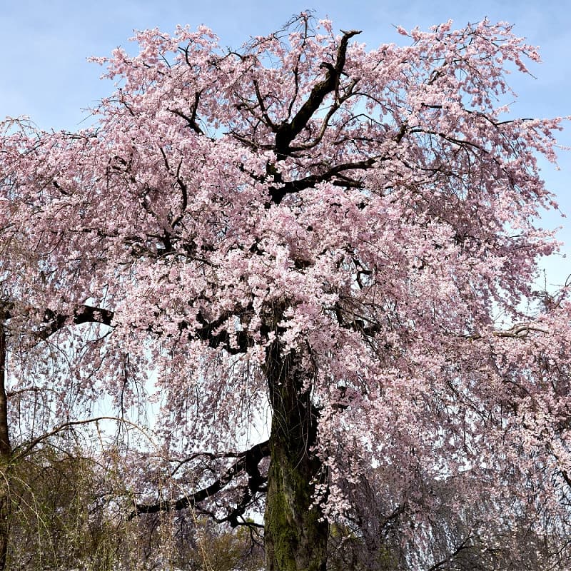 Weeping Cherry Tree for sale