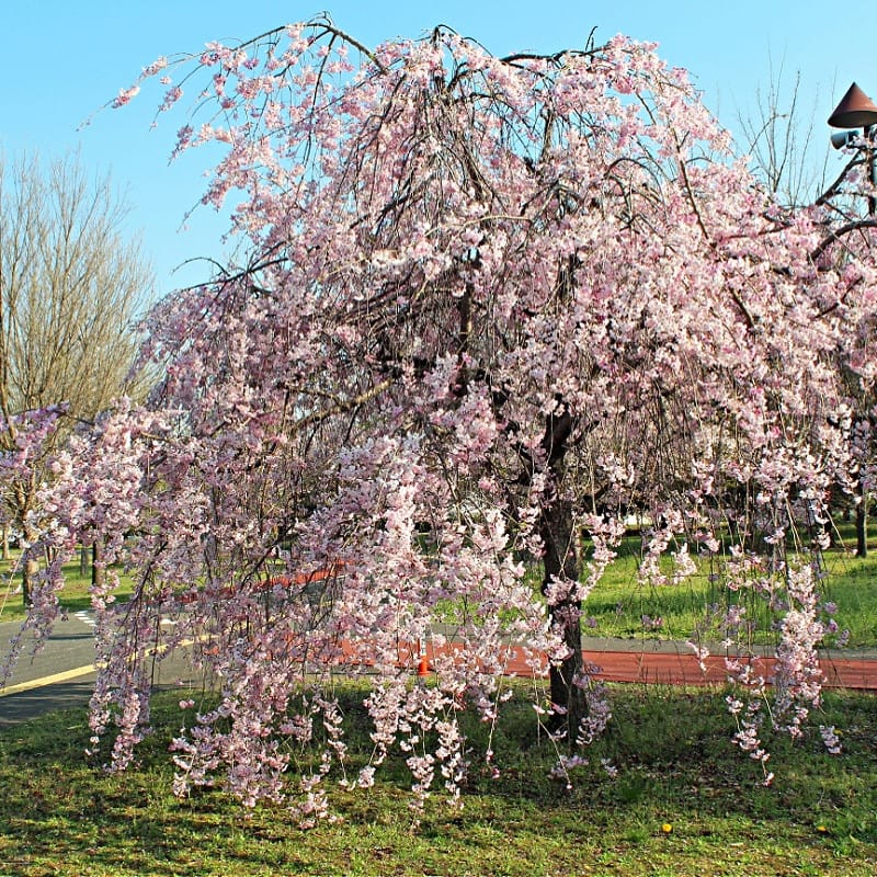 Buy Weeping Cherry Tree Online