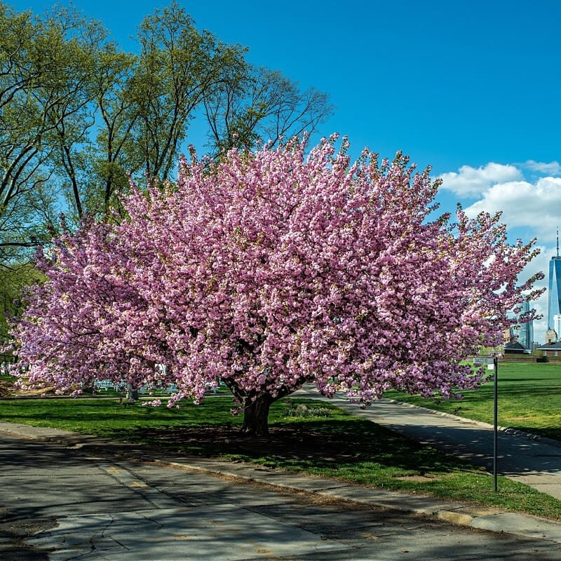 Buy Kwanzan Cherry Tree Online