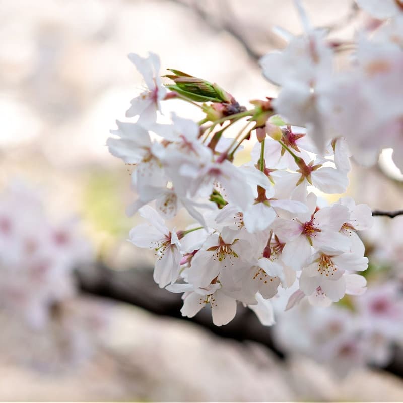 Yoshino Cherry Trees for sale