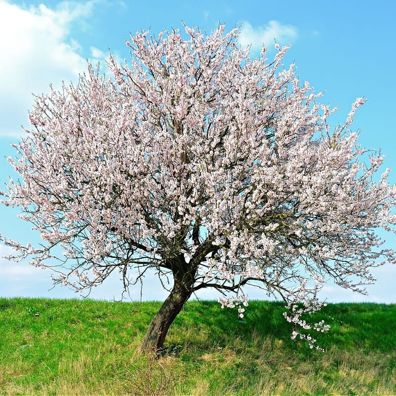 Buy Yoshino Cherry Trees Online
