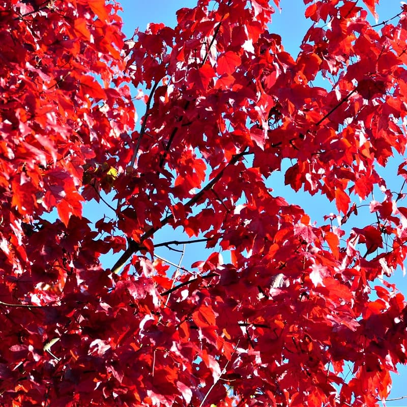 Red Sunset Maple Tree for sale