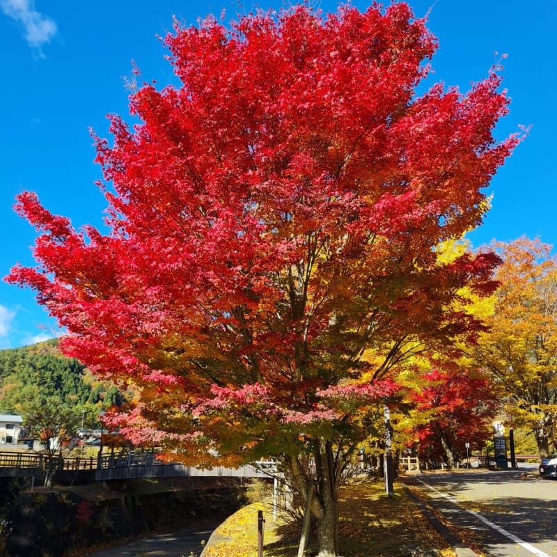 red sunset maple tree