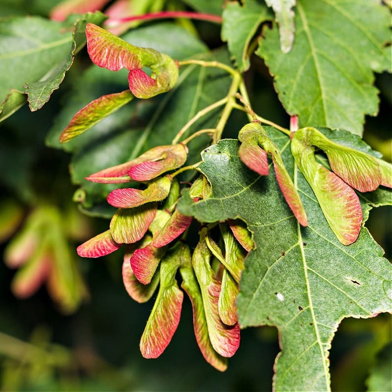 Silver Maple Tree for sale