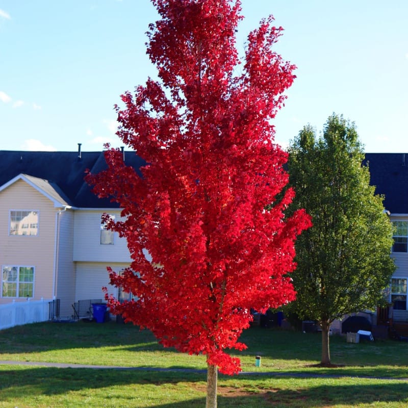 red maple tree