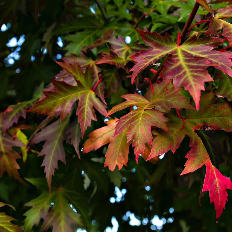 Sugar Maple Tree for sale