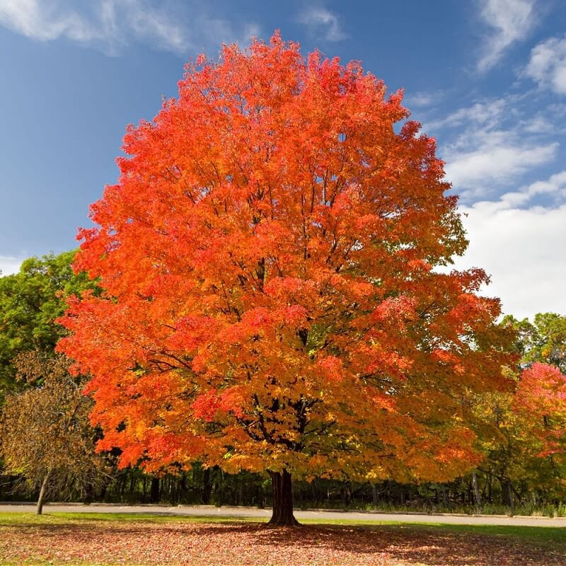 Buy Sugar Maple Tree Online