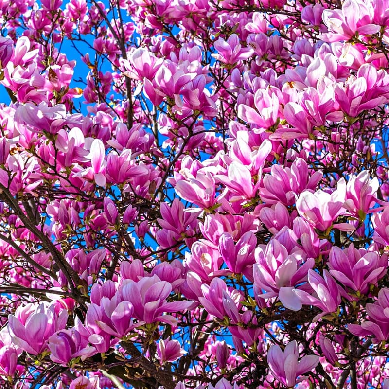 Magnolia Jane Tree for sale