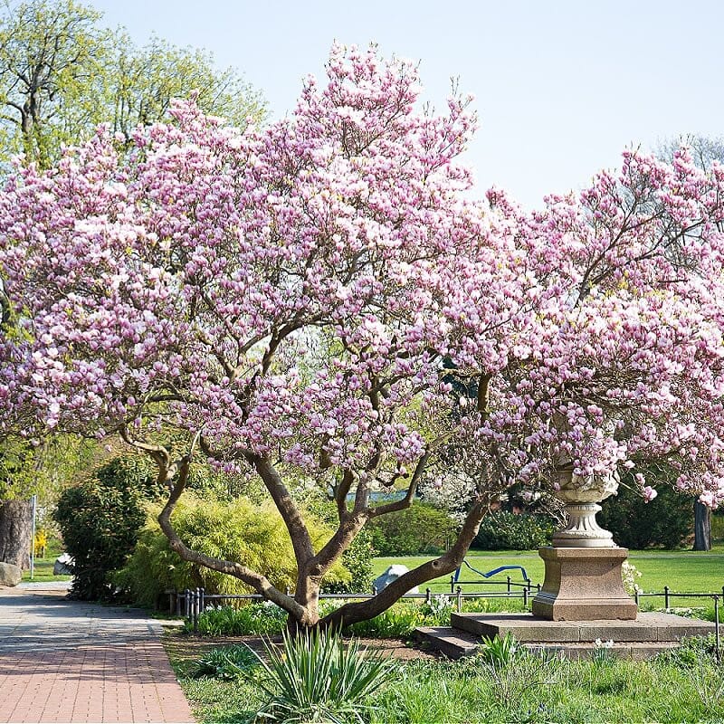 Buy Magnolia Jane Tree Online
