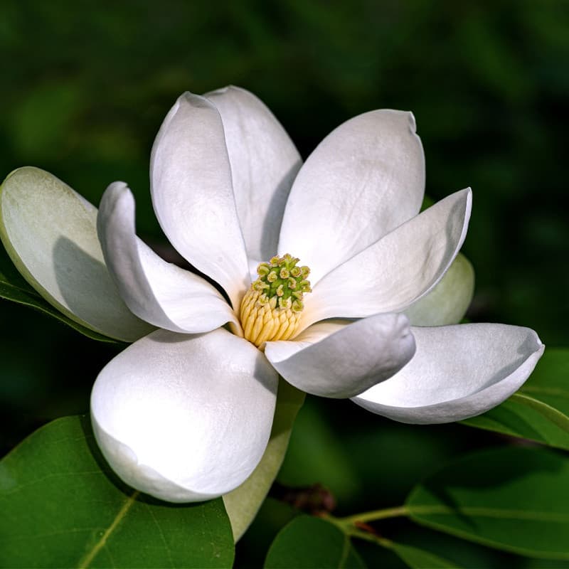 Sweet Bay Magnolia Tree for sale