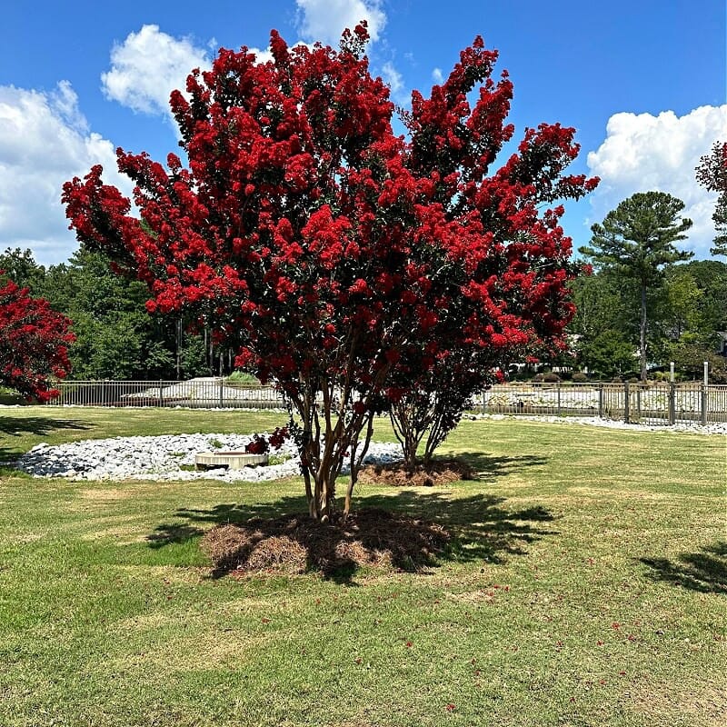 Buy Red Crepe Myrtle Online
